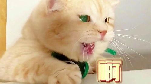 娱乐吃瓜君猫生气歌 第3张 娱乐吃瓜君猫生气歌 第3张